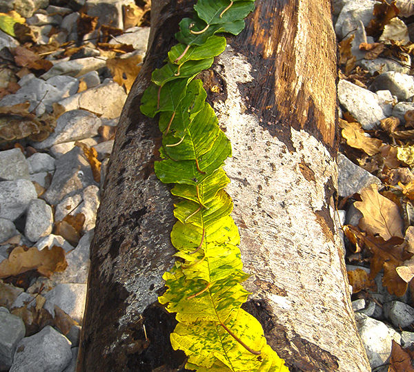 Naturpunkt Kreisbild 17
