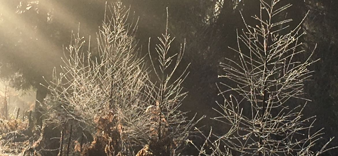 Wintersonne