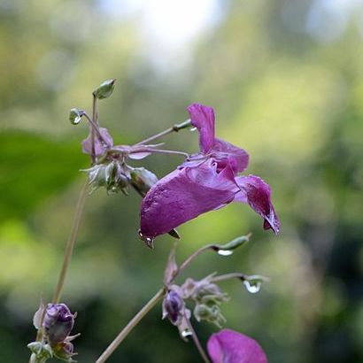 Impatiens Glandulifera3