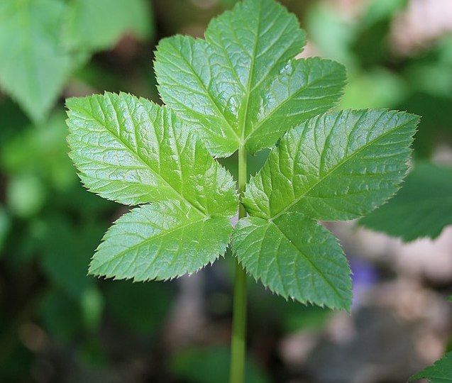 Aegopodium Podagraria Young Leaf 1